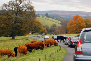 Traffic increases with ongoing rural rise image