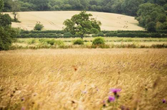 Grasslands to get £8m National Highways boost image