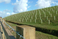 Planting for success - Tree planting best practice for highway contractors image
