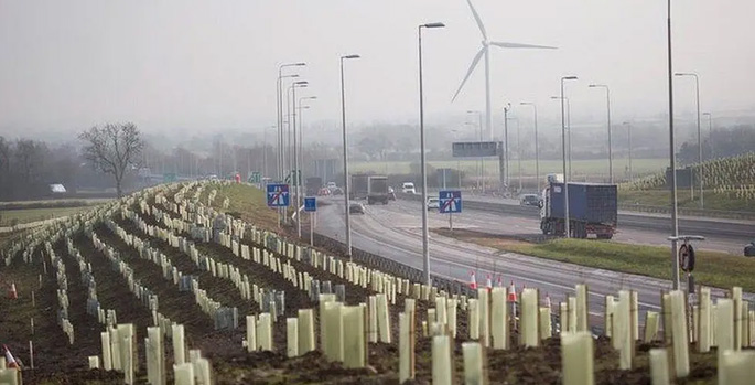 A14 planting woes: Night of the living dead shrubs