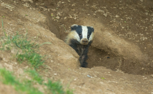 Burrowed time: The cost of ignoring badger damage