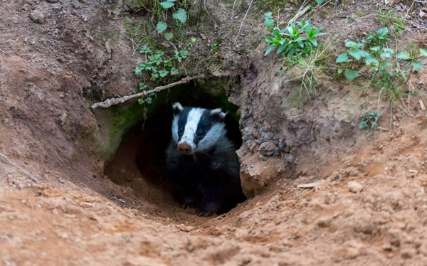 Council declares badger emergency