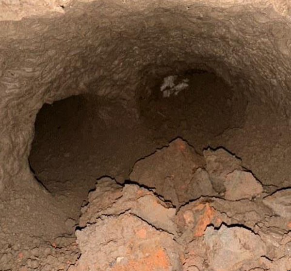 Council increasingly bothered by badgers