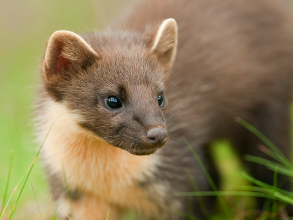 South west protects pine martens after century-long absence 