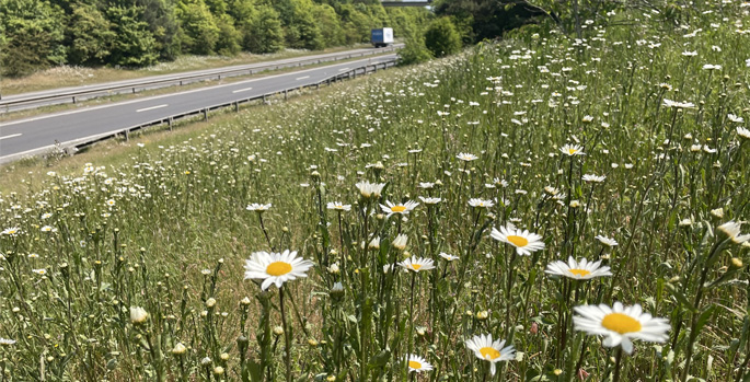TfL scores with 18 football pitches of wildflower verges  